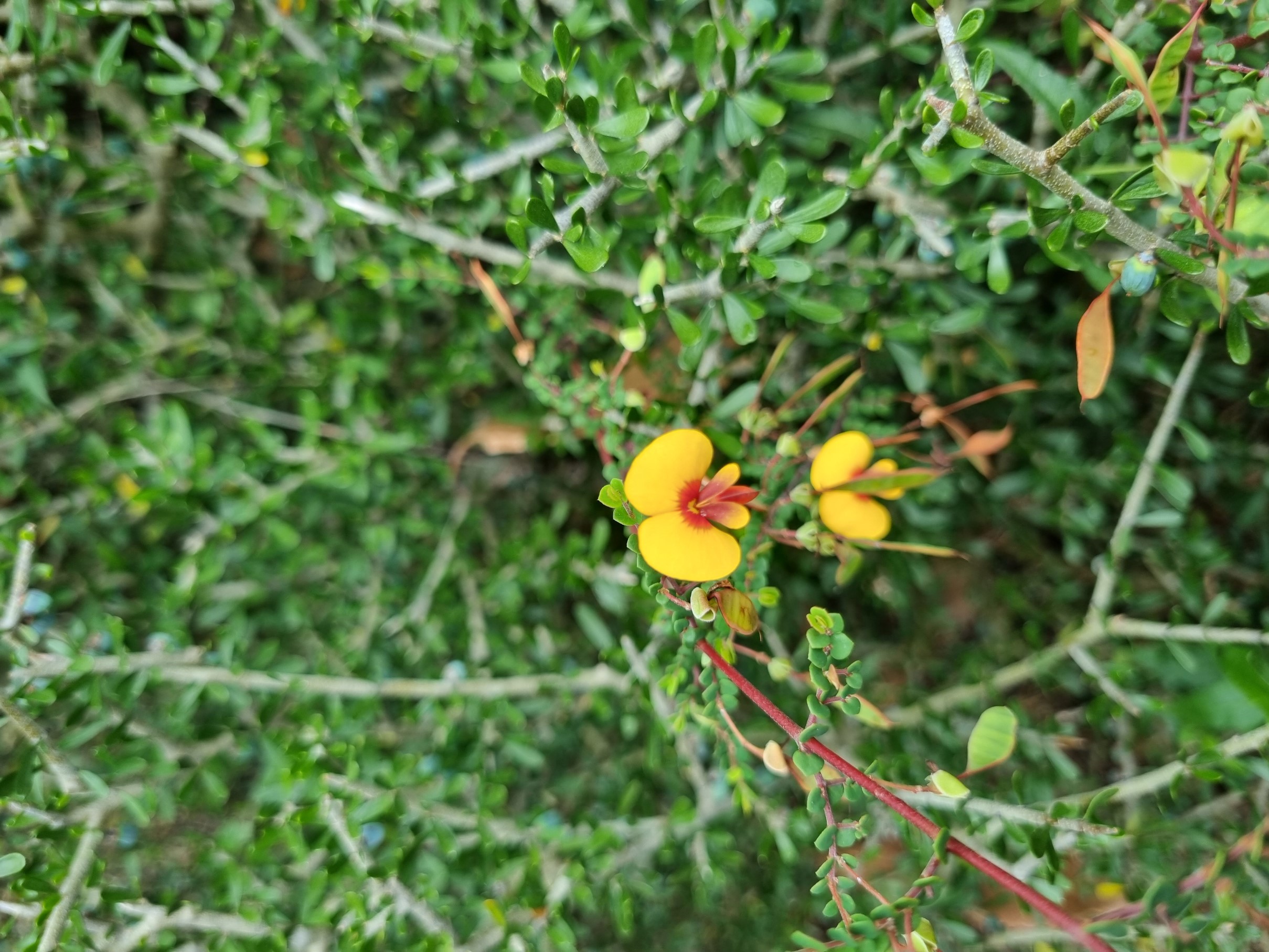 cordigera